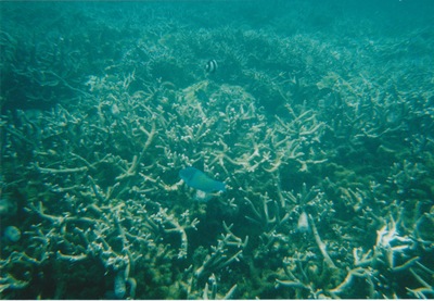 picture of Snorking
 Mauritius