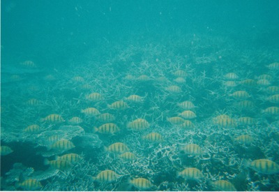 picture of Snorking
 Mauritius