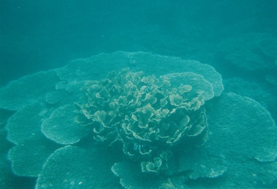 picture of Snorking
 Mauritius