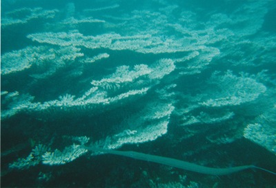 picture of Snorking
 Mauritius