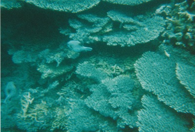 picture of Snorking
 Mauritius