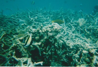 picture of Snorking
 Mauritius