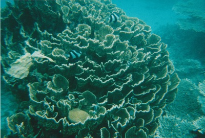 picture of Snorking
 Mauritius