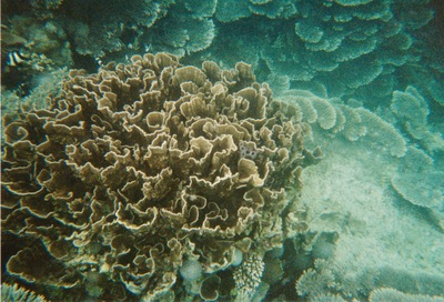 picture of Snorking
 Mauritius