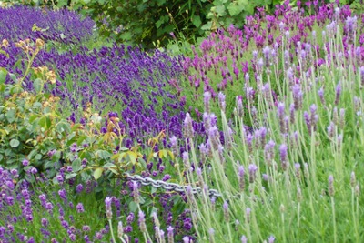 picture of Christchurch
 NewZealand