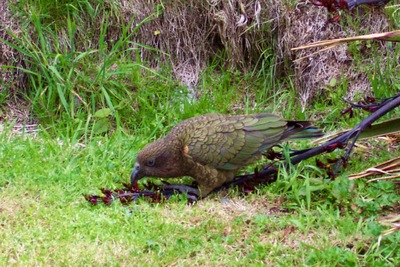 picture of Arthurs Pass
 NewZealand