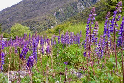 picture of Arthurs Pass
 NewZealand