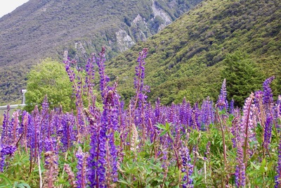 picture of Arthurs Pass
 NewZealand