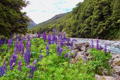 picture of Arthurs Pass
 NewZealand
