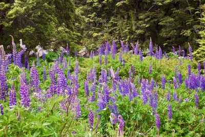 picture of Arthurs Pass
 NewZealand