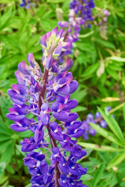 picture of Arthurs Pass
 NewZealand