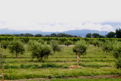picture of Ponder Estate
 NewZealand