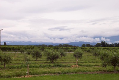 picture of Ponder Estate
 NewZealand