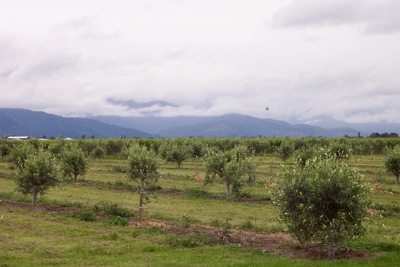 picture of Ponder Estate
 NewZealand