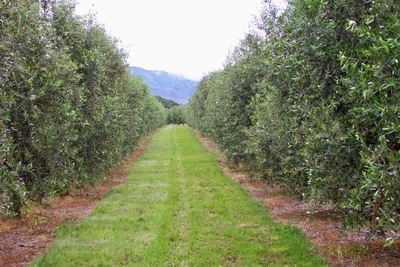 picture of Ponder Estate
 NewZealand