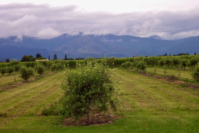 picture of Ponder Estate
 NewZealand