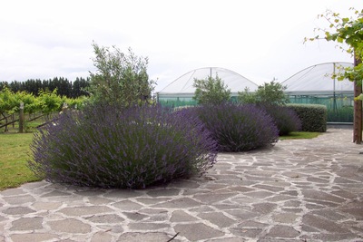 picture of Ponder Estate
 NewZealand