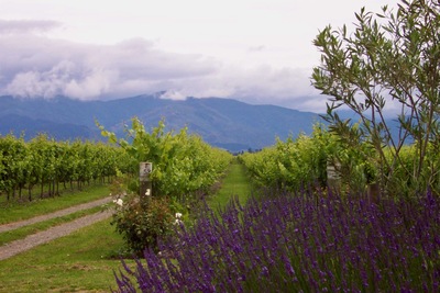 picture of Ponder Estate
 NewZealand