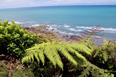 picture of Nelson to the Pancake rocks
 NewZealand