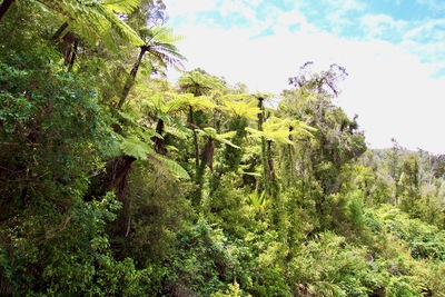 picture of Nelson to the Pancake rocks
 NewZealand
