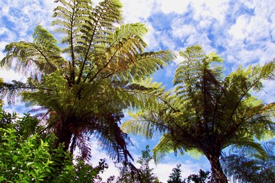 picture of Nelson to the Pancake rocks
 NewZealand