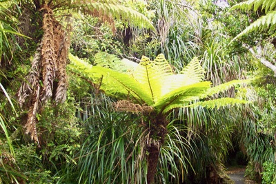 picture of Pancake Rocks to Fox Glacier
 NewZealand