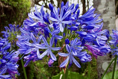 picture of Pancake Rocks to Fox Glacier
 NewZealand