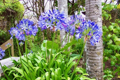 picture of Pancake Rocks to Fox Glacier
 NewZealand