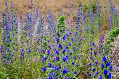 picture of Dart River
 NewZealand