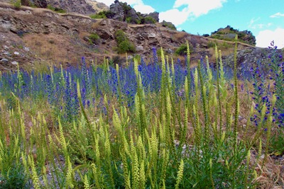 picture of Dart River
 NewZealand