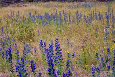picture of Dart River
 NewZealand