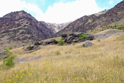 picture of Dart River
 NewZealand