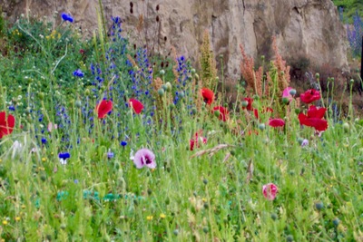 picture of Dart River
 NewZealand