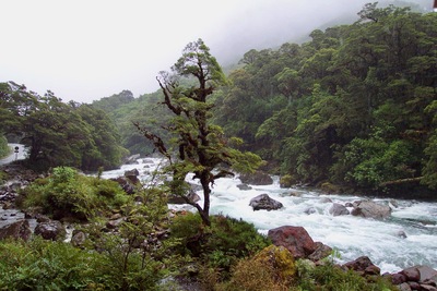 picture of Milford Sound
 NewZealand