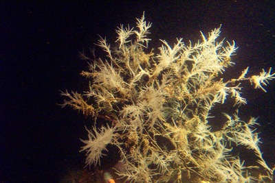 picture of Milford Sound
 NewZealand