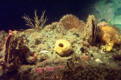 picture of Milford Sound
 NewZealand