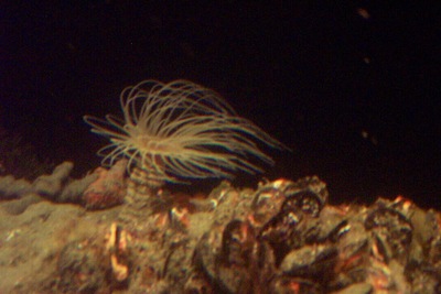 picture of Milford Sound
 NewZealand
