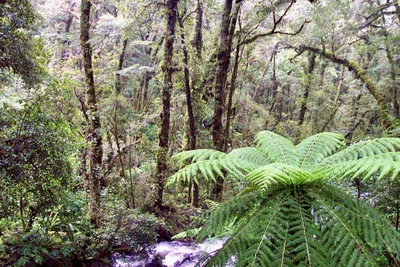 picture of Lake Gunn
 NewZealand
