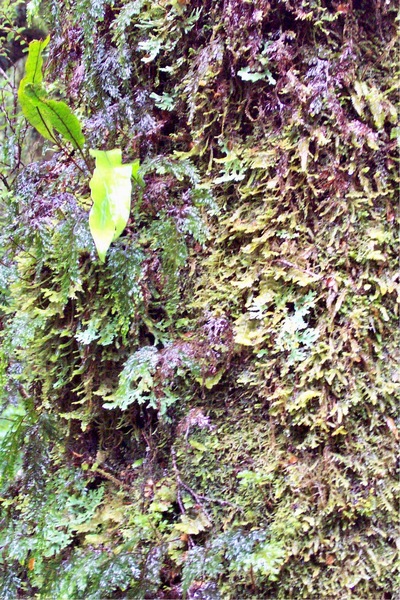 picture of Lake Gunn
 NewZealand