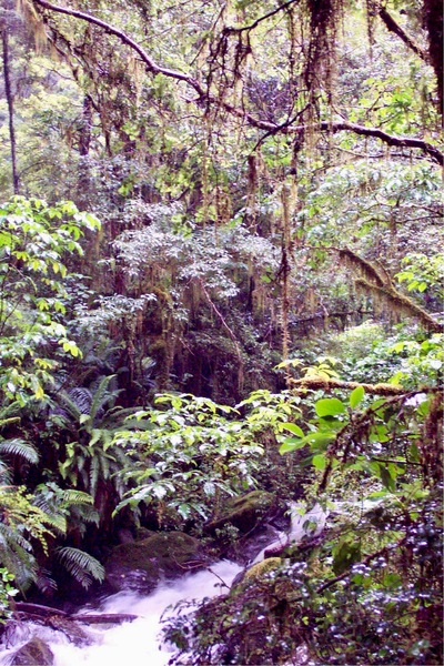 picture of Lake Gunn
 NewZealand