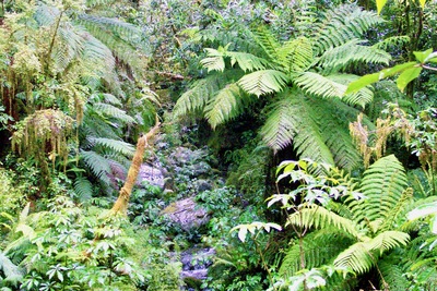 picture of Lake Gunn
 NewZealand