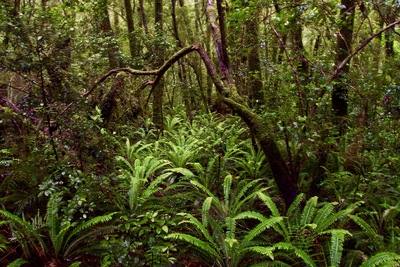 picture of Lake Gunn
 NewZealand