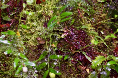 picture of Lake Gunn
 NewZealand