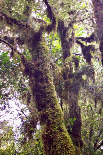 picture of Lake Gunn
 NewZealand