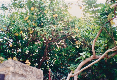 picture of Kyrenia
 NorthernCyprus