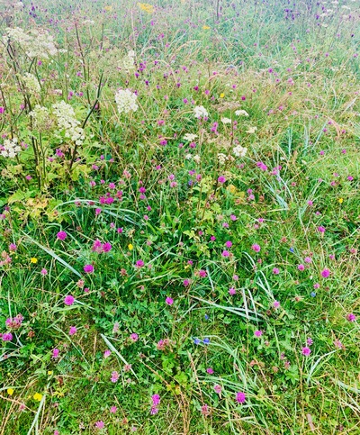 picture of Haugesund
 Norway