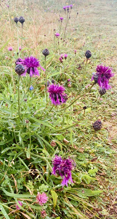 picture of Haugesund
 Norway