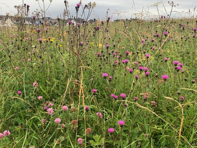 picture of Haugesund
 Norway