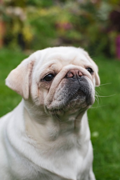 picture of Just Pepper !
 Pepper