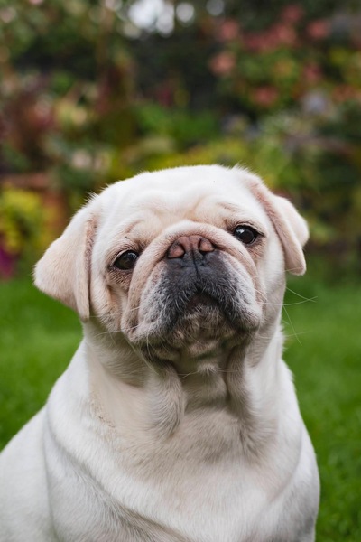 picture of Just Pepper !
 Pepper